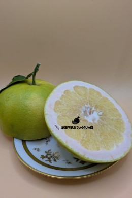 Welker Grapefruit – Large, juicy grapefruit
