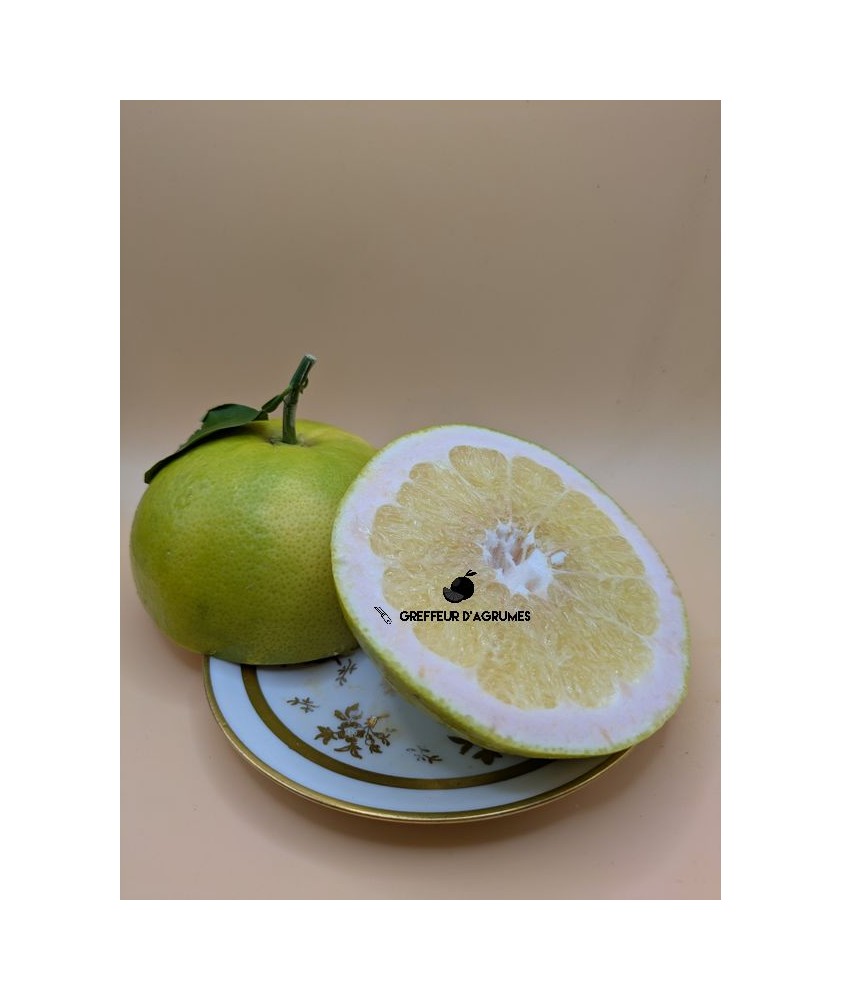 Pomelo Welker – Pomelo