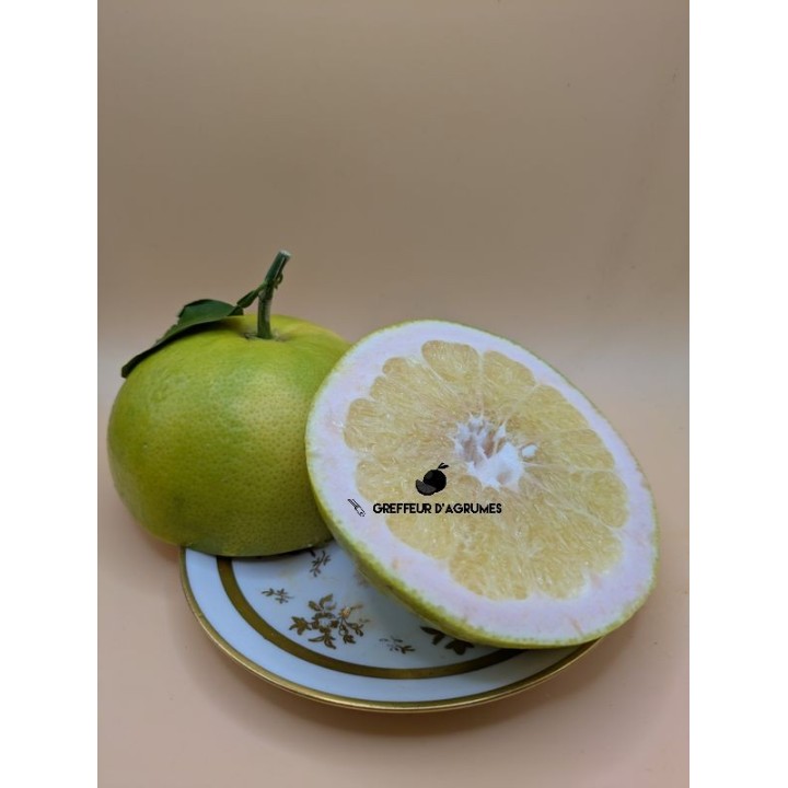 Pomelo Welker – Pomelo grande y jugoso | Greffeur d'agrumes