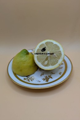 Limone Eureka – Limone | Greffeur d'agrumes