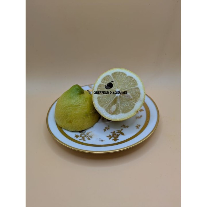 Limone Eureka – Limone | Greffeur d'agrumes