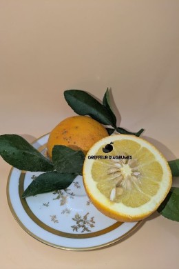 Citrumelo – Porte-greffe / hybride rustique | Greffeur d'agrumes
