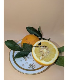 Citrumelo – Rootstock /...