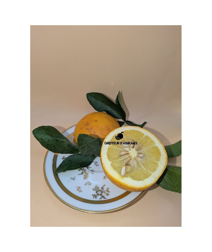 Citrumelo – Porte-greffe / hybride rustique