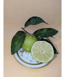 Lightly Variegated Tahiti Lime – Collector's citrus