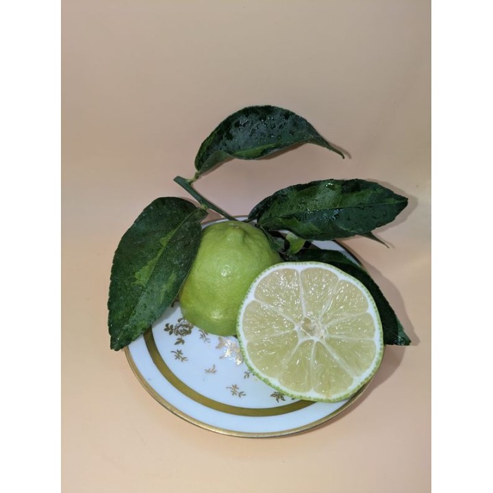 Lime Tahiti leggermente variegato | Greffeur d'agrumes