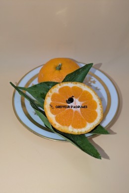 Satsuma Owari FS – Classic satsuma mandarin, sweet and hardy | Greffeur d'agrumes