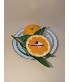 Satsuma Owari FS –...
