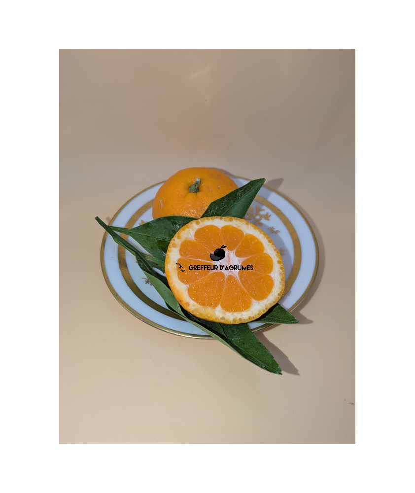 Satsuma Owari FS – Mandarine satsuma classique, douce et rustique