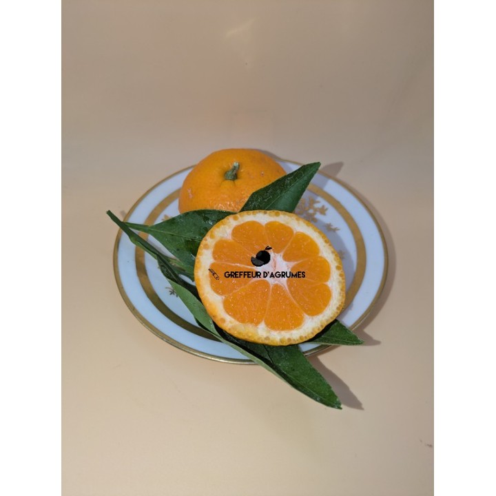 Satsuma Owari FS – Klassische Satsuma-Mandarine
