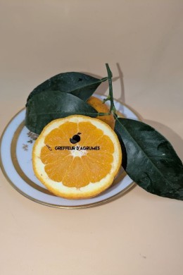 Washington Navel Orange – Sweet orange | Greffeur d'agrumes