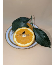 Oranger Washington Navel