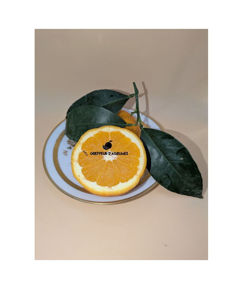 Oranger Washington Navel – Orange douce