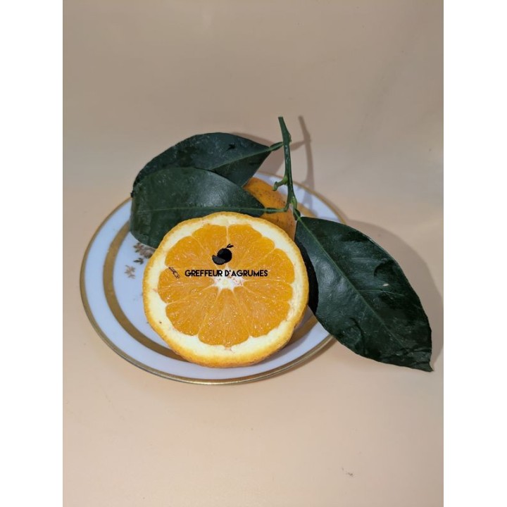 Naranjo Washington Navel – Naranja dulce | Greffeur d'agrumes