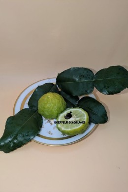 Combava – Cítrico aromático | Greffeur d'agrumes
