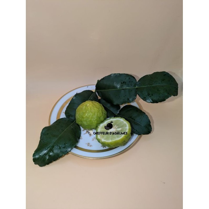 Kaffernlimette – Aromatische Zitrus | Greffeur d'agrumes