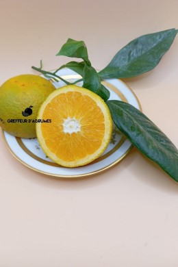 Arancio Newhall – Arancia Navel precoce | Greffeur d'agrumes