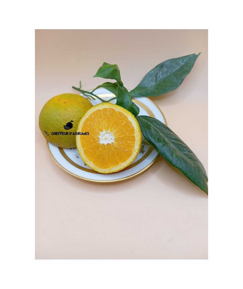 Newhall Orange – Early Navel orange