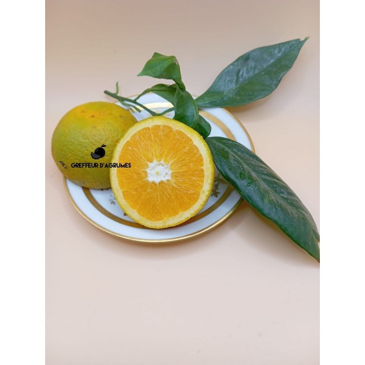 Arancio Newhall – Arancia Navel precoce | Greffeur d'agrumes