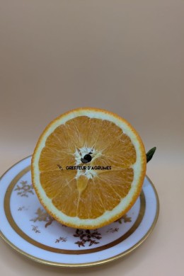 Orange Fukumoto – Süßorange | Greffeur d'agrumes