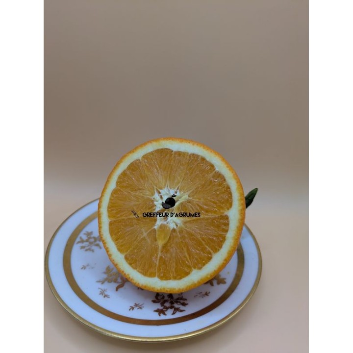 Naranjo precoz Fukumoto – Naranja dulce | Greffeur d'agrumes