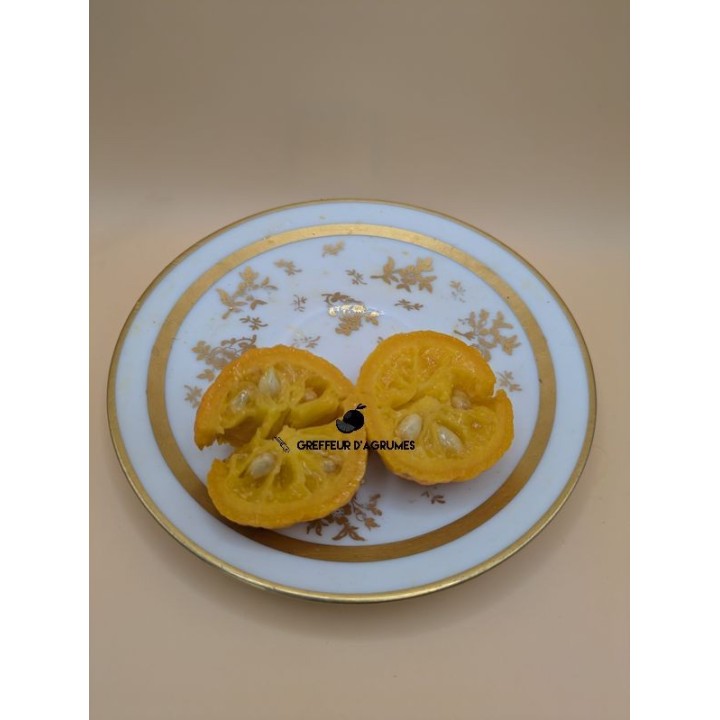 FA5 – Portinnesto | Greffeur d'agrumes