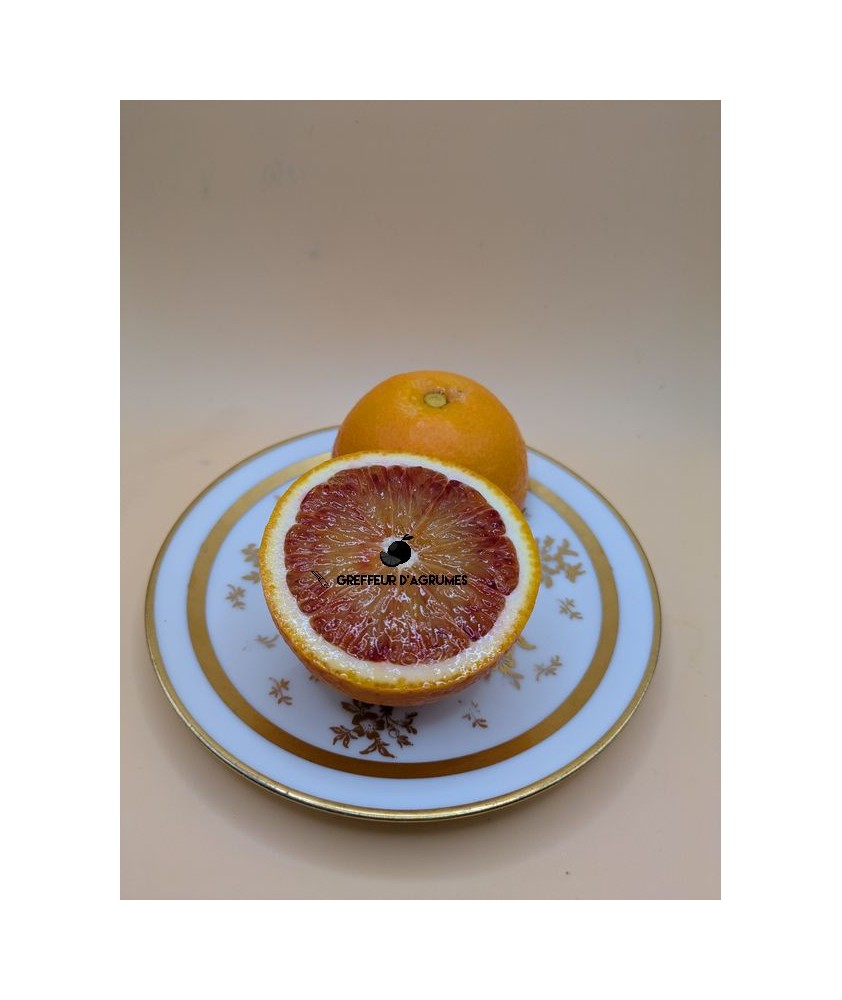 Oranger sanguin Moro