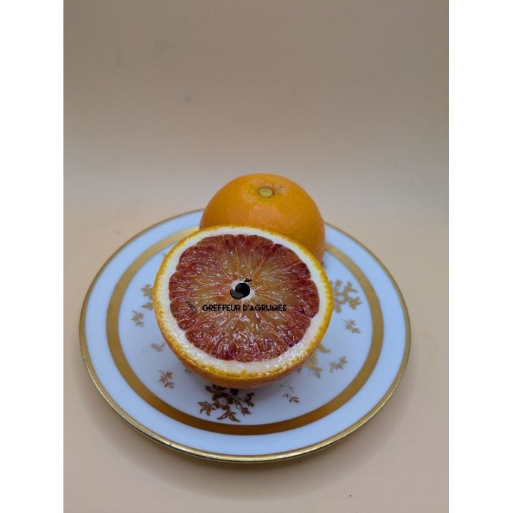 Arancio sanguigno Moro – Arancia rossa | Greffeur d'agrumes