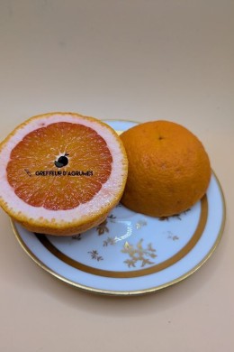 Naranjo Vaniglia Sanguigno – Naranja dulce | Greffeur d'agrumes