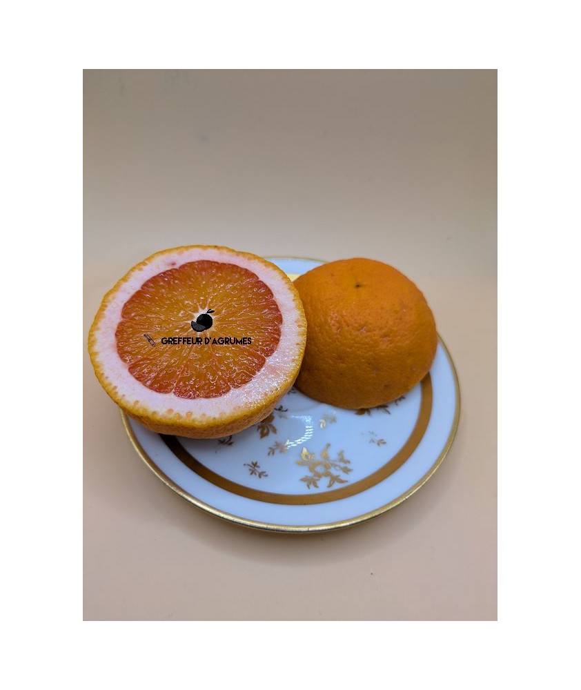 Oranger vanille sanguine – Orange douce