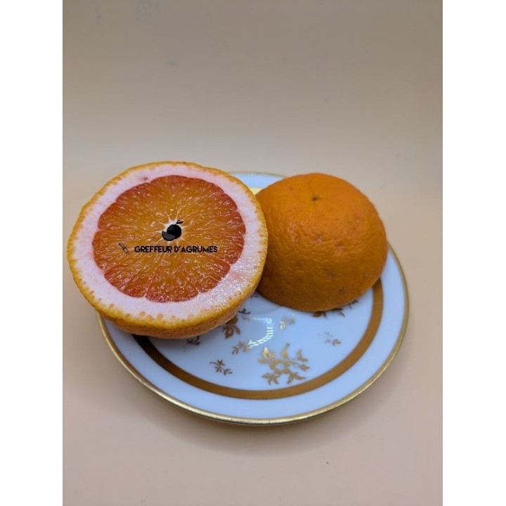 Arancio Vaniglia Sanguigno – Arancia dolce | Greffeur d'agrumes