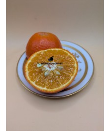 Tangor sanguine Sciaraxclem