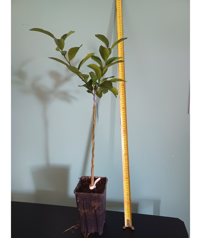 Satsuma précoce St Anne