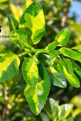 Lime Tahiti leggermente variegato | Greffeur d'agrumes