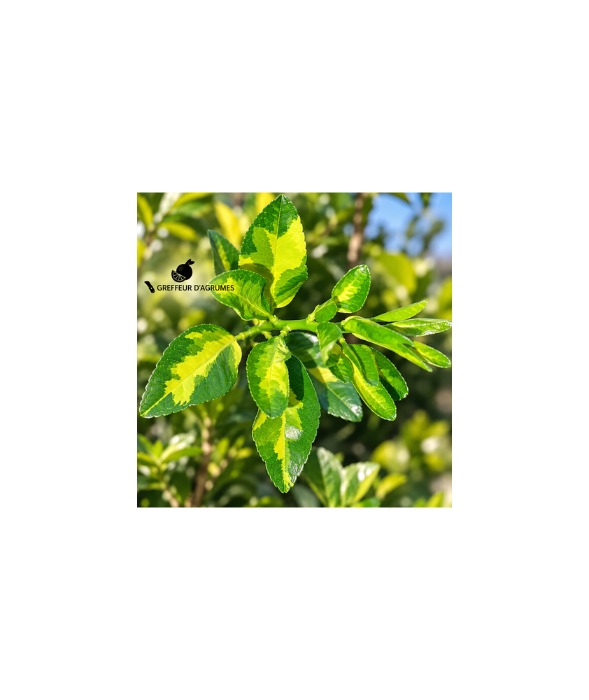 Lime tahiti légèrement panaché – Agrume de collection