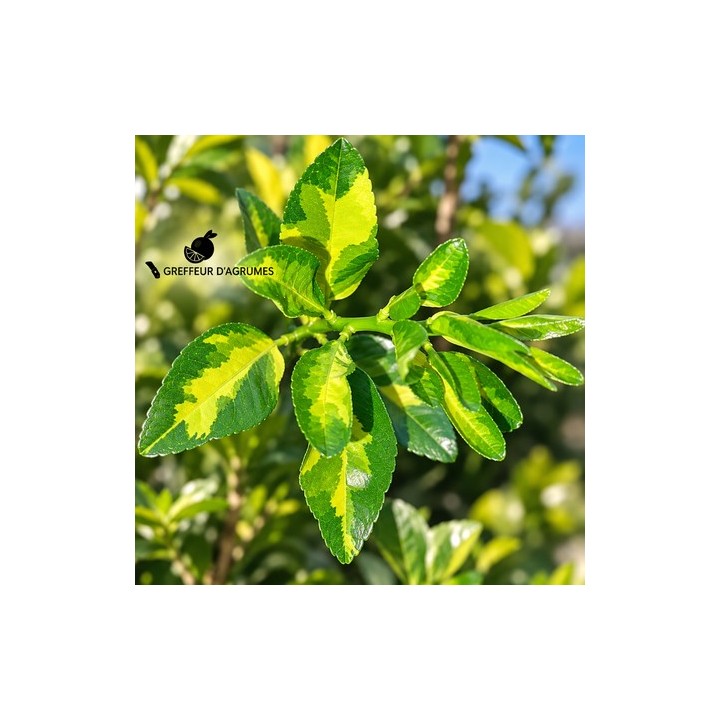 Lima Tahiti ligeramente variegada | Greffeur d'agrumes