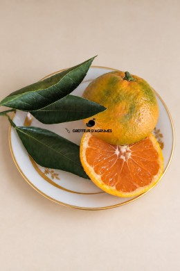 Satsuma Louisiana – Early satsuma mandarin | Greffeur d'agrumes