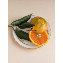 Satsuma Louisiana – Early...