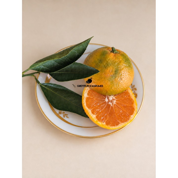 Satsuma Louisiana – Satsuma precoz | Greffeur d'agrumes