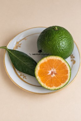 Satsuma China S-3 – Mandarina satsuma | Greffeur d'agrumes