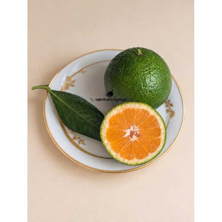 Satsuma China S-3 – Mandarina satsuma | Greffeur d'agrumes