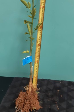 Lot de citrange C35 en racines nues, prêt à greffer