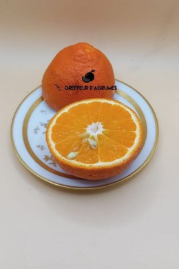 Fruto Minneola