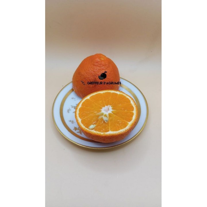 Frutto Minneola