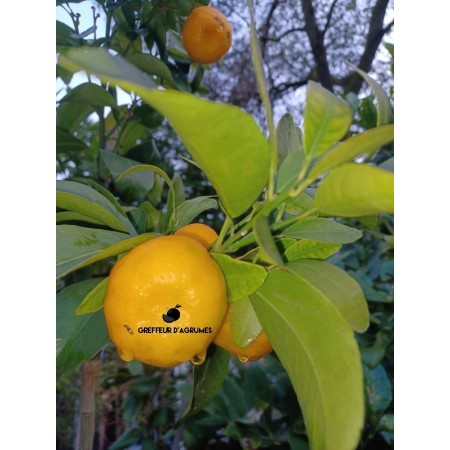 Mandarine clémentine