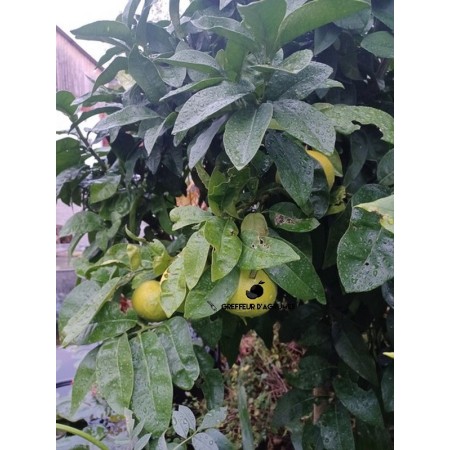 Grapefruit