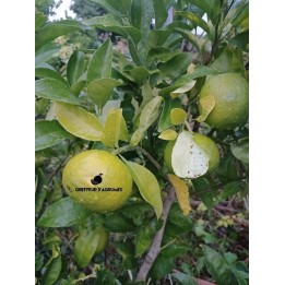 Agrumi giapponesi: yuzu, kabosu, sudachi e varietà da tavola