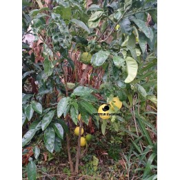 Limoneros y sustitutos del limón: variedades y rusticidad