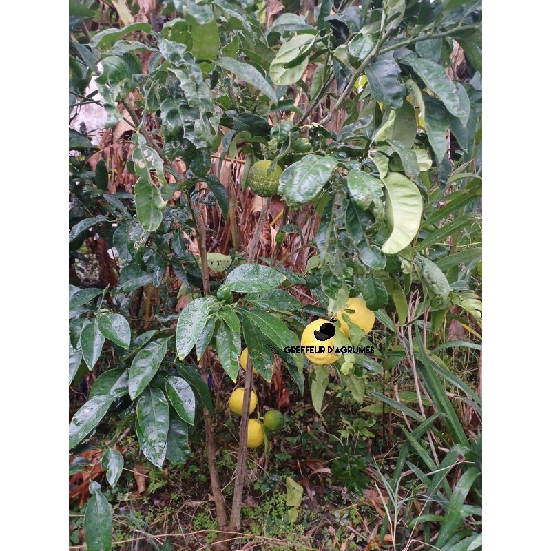 Citron et substituts