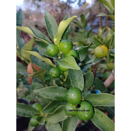 Kumquats und Hybriden
